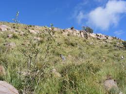 Image result for Tragus koelerioides