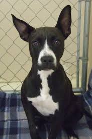 Black And White Boston Terrier Pitbull Mix Pitbull Boston Terrier Mix Boston Bull Terrier Terrier Mix Boston Terrier