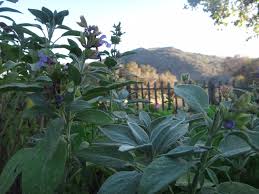 Kitty catter > cat food > can my cat eat that? Sage Rosemary And Chia Three Gifts From The Wisest Genus Salvia The Botanist In The Kitchen