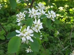 Sonstige früchte gibt es bei baumschule horstmann, dem pflanzenversender in deutschland. Baumschule Eggert Blutenstraucher Baumschulen Heckenpflanzen Saskatoon Beere Saskatoon Amelanchier Alnifolia In Unserem Online Shop Gunstig Bestellen