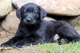 Jackson Labrador Retriever Black Puppy For Sale Keystone Puppies Puppies Pug Puppies Lab Puppies