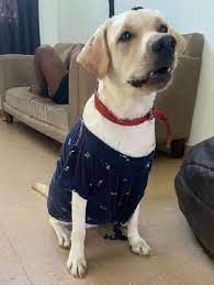 You can compare your search results by the type of care you need. Pet Sitters In Chennai With Best Prices On Petbacker