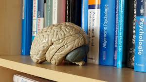 Check spelling or type a new query. Startseite Professur Fur Biopsychologie Professur Fur Biopsychologie Tu Dresden