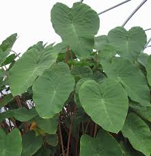 Image result for Colocasia