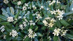 Oltre alle belle colorazioni, i fiori sono anche molto profumati. Siepi Profumate Siepi Siepi Con Piante Profumate