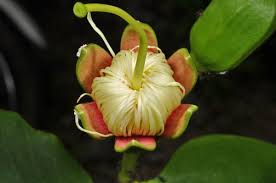 Image result for Sonneratia alba