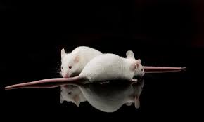 Black And White Mouse Image Two White Lab Mouse Two White Laboratory Mice Smell Each Other With Black Back Sponsored White Laboratory Mou White Lab Laboratory Black Backgrounds