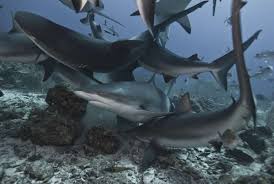 Divers recruit sharks in latest effort to cull invasive lionfish in the Gulf