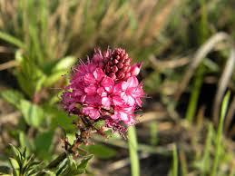 Image result for Lysimachia tenuicaulis