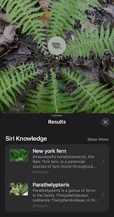 Image result for Amauropelta