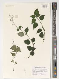 Image result for Isoglossa milanjiensis