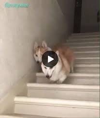 Two Short Legged Dogs Go Downstairs Funny 9gag Lol Lmao Komik Hayvan Videolari Komik Hayvan Hayvan