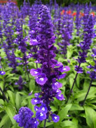 It's a good idea the dried flowers are pretty in indoor arrangements. Growing Salvia Farinacea Indoors