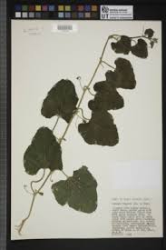 Image result for Cucumis ficifolius