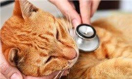 Pin On Wikipetz Kediler Cats