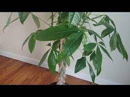 Propagating Money Tree In Water Part 1 No Ads Youtube Money Tree Plant Money Plant Indoor Trees To Plant