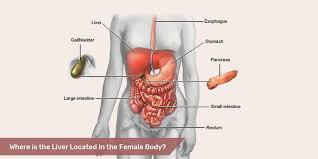 What Are Names Of 78 Organs Of The Body Educational Body Organs Human Body Organs Body
