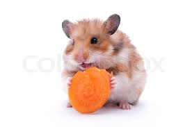 There's a possibility chewing on metal may blunt or damage the hamster's teeth in the long term. Red Hamster Eating Carrot Isolated On Stock Image Colourbox