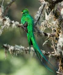 Desktop Birds Of Paradise Wallpaper Rajskie Pticy Volshebnye Deti Radugi Beautiful Bird Wallpaper Birds Of Paradise Beautiful Birds