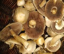 Wild Irish Mushrooms Ballyhoura Mountain Mushrooms