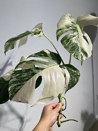 Pin On Plants