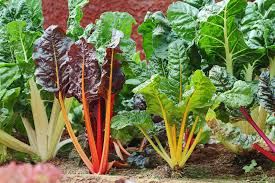 スイスチャード フダンソウ 不断草 の栽培 育て方のポイントは Horti ホルティ By Greensnap