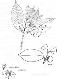 Image result for Garcinia huillensis