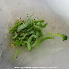 Homeowners often find small worms on their walls and baseboards. No More Broccoli Worms The Easiest Way To Get Worms Out Of Broccoli
