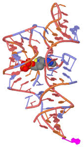 Thiamine triphosphate and thiamine triphosphatase activities: Thiamine Wikipedia