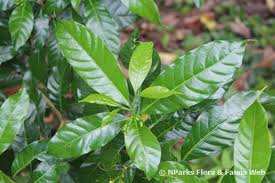 Image result for Tabernaemontana crassa