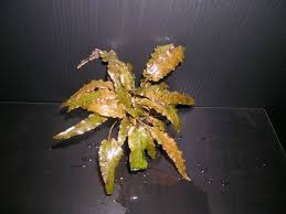 4.1 невилля (cryptocoryne nevilli) 4.2 вендта (cryptocoryne wendtii) 4.3 балансе (cryptocoryne balansae) File Cryptocoryne Wendtii From Tropica Farm Jpg Wikimedia Commons