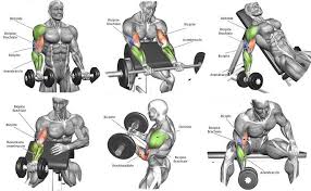 the best biceps workout chart step by step samurai matome