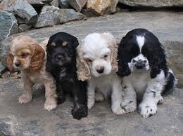 Cocker Puppies Cocker Spaniel Puppies Spaniel Puppies Puppies