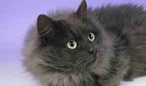 A skinny black kitten came up to me. Siberian Cat Breed Information