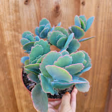 Image result for Kalanchoe fedtschenkoi