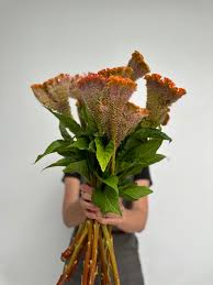 Image result for Celosia elegantissima