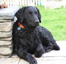 Curly Coated Retriever Black Curly Coated Retriever Dog Breeds Retriever Puppy