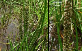 Image result for Triglochin striata