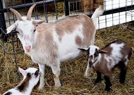 Baby Goats Need Colostrum Livestock Agupdate Com