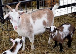 If you are practiced at washing the goat and have secured it by tying it up, you may not need a second pair of hands. Baby Goats Need Colostrum Livestock Agupdate Com