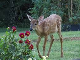 In most parts of the country, pentas is considered an annual, but in very warm regions, pentas is perennial in nature. Tips For Deer Resistant Plants And Deer Deterrents Birds And Blooms
