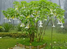 Looking for a little shade from the hot afternoon sun? Brugmansia Suaveolens Angel S Trumpet