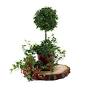 Profile Picture of schubert-nursery-ivy-topiary - Homestead Gardens, Inc. (@homesteadgardens.com) on Google