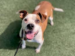 Get involved · adoptable dogs · success stories · planned giving Pet Adoptions San Diego County News Center