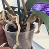 Get orchid care instructions for different orchid types that grow well indoors. 1