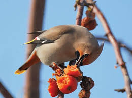 Bird netting can also be used to build strong & affordable pens or cages. Fruit Trees Need Protection From Birds And They Need It Now The Daily Courier Prescott Az