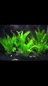 Amazon Sword Planted Aquarium Freshwater Aquarium Plants Plants