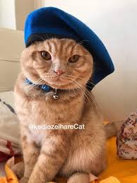 kedi t on Twitter: "Mavi bere düşmez yere... rabbim patinize zeval vermesin yiğitler....… "