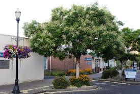 Image result for Styphnolobium