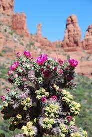 The stored moisture helps them bloom reliably when daytime temperatures climb. Pin By Divine Consciousness On Simple Beauty Simply Beautiful Desert Flowers Cactus Flowers Cacti And Succulents